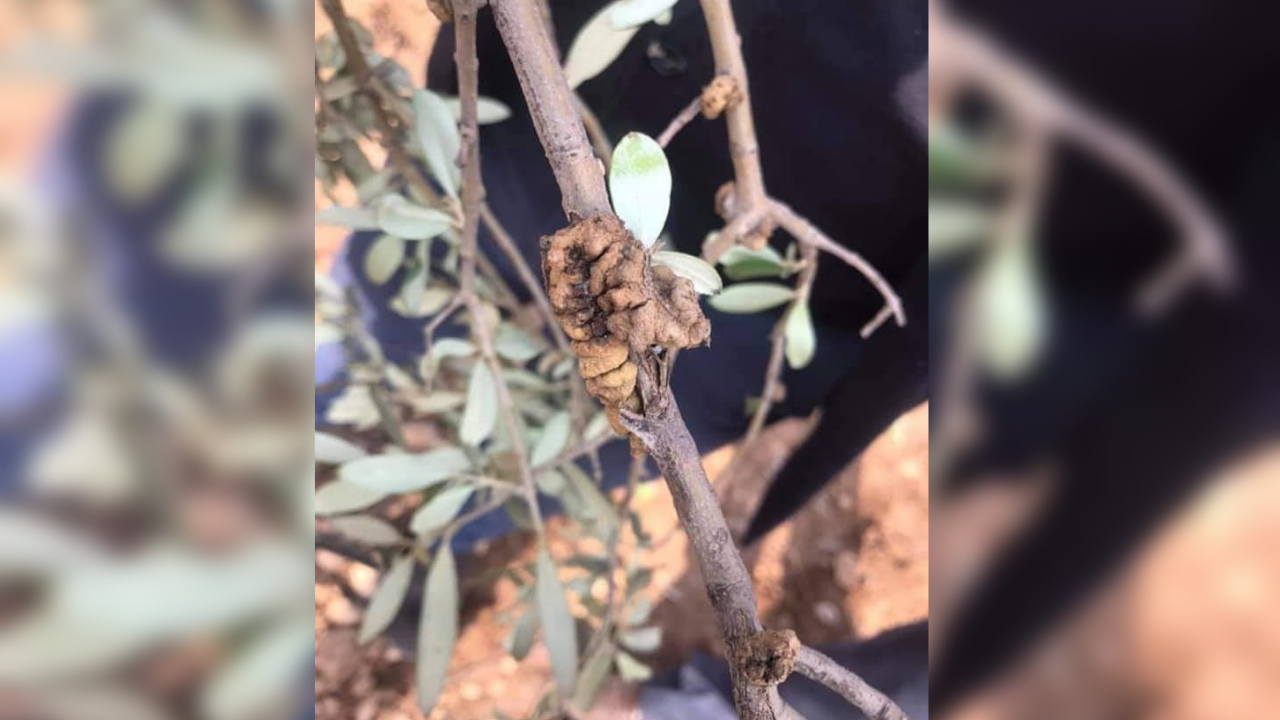 Zeytinde büyük tehlike: Dal kanseri